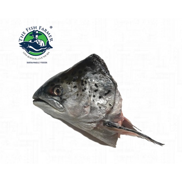 Frozen Salmon Fish Head 600-800G x 3